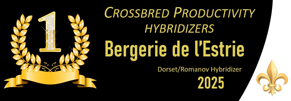 crossbred prod hybr estrie